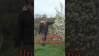 Un fruitier beau et bon  permaculture [upl. by Nybor]