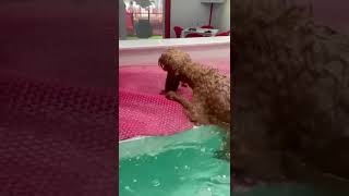 Darcie swimming puppy dog cavapoo cute dogs [upl. by Kirt]