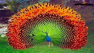 Peacock Dancing in Rain Video [upl. by Haleigh]