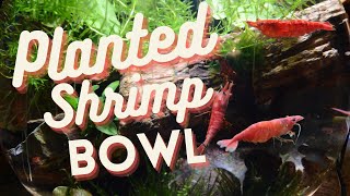 Planted 3 Gallon Shrimp Bowl [upl. by Kenn]