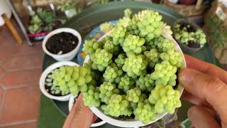 How to Multiply Burros Tail [upl. by Aken]