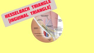 Hesselbach Triangle Inguinal triangle [upl. by Ellimak806]