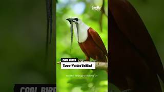 The Funniest Birds  Threewattled bellbird birds funnyanimals wildlife crazybirds funnybirds [upl. by Davy]