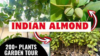 Indian Almond trees  Terminalia Catappa  Intro and Garden Tour [upl. by Rotce161]