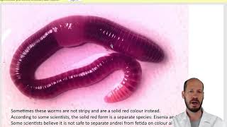 How to identify compost worm species  using the position of clitellum and male pore [upl. by Aduh894]