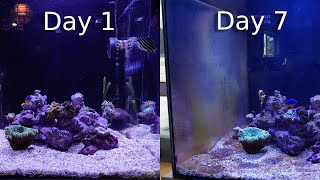 Tips for Beating Algae in a Reef Tank Beginners Guide [upl. by Narcissus]