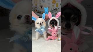 Epic ODE to tiny chihuahua bunnies🐰🎀 dogshorts howling cute [upl. by Wright966]