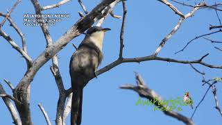 PÁJARO BOBO MENOR Mangrove Cuckoo Coccyzus minor Familia Cuculidae [upl. by Circosta]