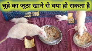 चूहे का जूठा खाने से क्या होता है  chuhe ka jhutha khane se kya hoga  can we eat rat food [upl. by Chemosh]