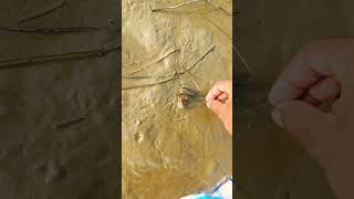 Feeding a Crab by the River – Watch How Much It Enjoys the Meal [upl. by Camella]