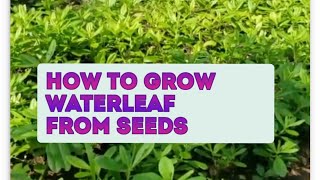 How to grow Waterleaf from Seed [upl. by Lauer]