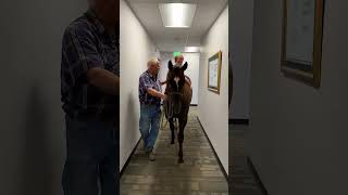 Horsing Around is Sometimes Allowed at Timberline HQ ColoradoSpringsBusiness [upl. by Babita]