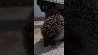 Building the BLACK PEARL with a Little Help from a Hedgehog [upl. by Tenay500]