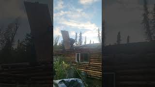 Finishing the roof vikingfarms alaska logcabin homestead [upl. by Nwadahs]