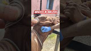 Abscess in bullock l Actinomycosis l Abscess drainage in bullock l DrMandloi [upl. by Macswan]