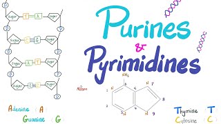 Purines Pyrimidines Nucleotides Nucleosides DNA RNA Denaturation amp Annealing [upl. by Sofer]