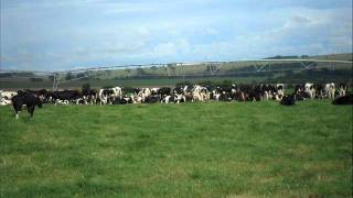 KIWI PECUARIA 112011wmv [upl. by Nepean90]