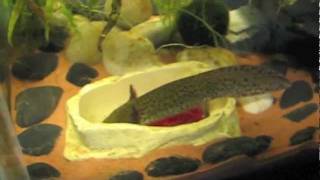 Axolotl feeding tutorial 33 [upl. by Jorry587]