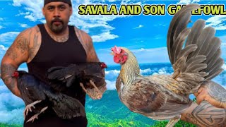 Savala And Son Gamefarm  Modesto California [upl. by Yehc]