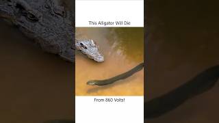 This Alligator Will Die From 860 Volts [upl. by Llamaj]