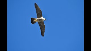 Peregrine Falcons Falco peregrinus in flight [upl. by Malanie]