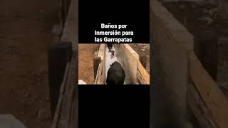 Baños por Inmersión para las Garrapatas [upl. by Anerbas]