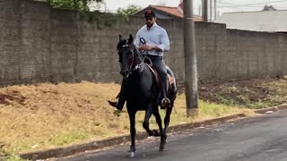 Garanhão mangalarga marchador de marcha picada [upl. by Coit]