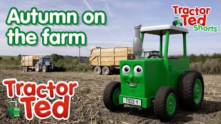 Lets Look At Autumn On The Farm 🍂  Tractor Ted Shorts  Tractor Ted Official Channel [upl. by Akins]