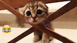 Best Funniest Animal Videos 2024🤣Funny Dogs And Cats Videos Of The year😻🐈 [upl. by Daye]