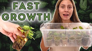 Best Plant Propagation Method  Houseplant Propagation Box UPDATED METHOD sphagnum moss prop [upl. by Namaan]