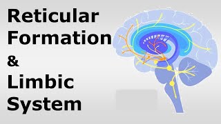 Chp09 RETICULAR FORMATION amp LIMBIC SYSTEM  Snells NeuroAnatomy  Dr Asif Lectures [upl. by Ulphiah]