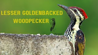 Black Rumped flameback Or lesser goldenbacked woodpecker कठफोड़वा  सुतारपक्षी [upl. by Win]