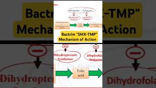 Bactrim SMXTMP Mechanism of Action [upl. by Kelly838]