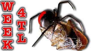 Killer Spider Vs Spider Redback Nasty Girls Week 4 Timelapse Educational Video [upl. by Sophi]