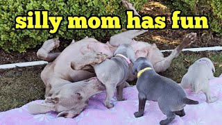 Funny Weimaraner being silly rolling around and playing with her puppies [upl. by Ezar]