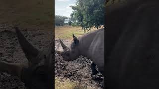 The Endangered Black Rhino shortsfeed rhino wildlife safari [upl. by Atselec658]