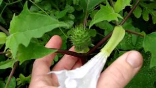 JIMSON WEED Poisonous plant with spiny helmet and white tubular flowers [upl. by Halla]