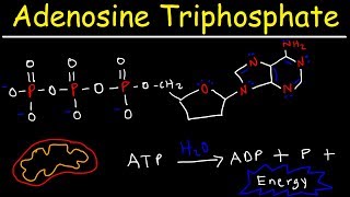 ATP  Adenosine Triphosphate  Cell Energy [upl. by Putnam]