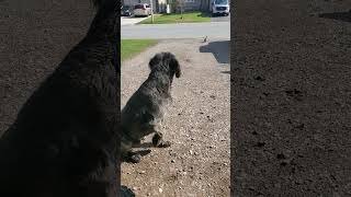 Labradoodle training to not chase bunny [upl. by Kassia]