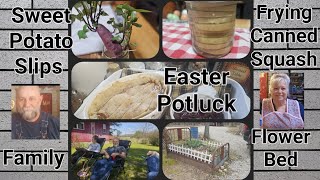 What I made for Easter Potluck  Growing Potato slips  frying Canned SquashFamily [upl. by Rihsab703]