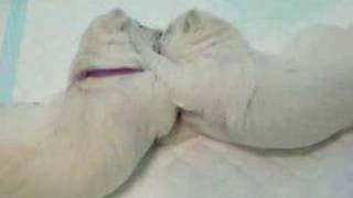 Westies 3 weeks old puppies Westai 3ju savaiciu [upl. by Inajar]