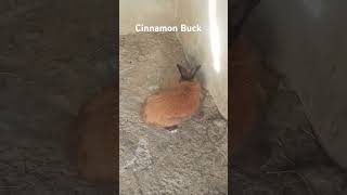 Rabbit Farming In Zimbabwe Cinnamon Buck rabbitfarming rabbit bunny [upl. by Dela]