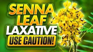 Need Laxative Help Learn When to Use Senna Leaf [upl. by Droffats336]