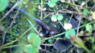 Lizard Eats Coqui Frog in Hawaii [upl. by Yelich]