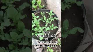 Arugula leavesarugula harvest raisedbedsvegetables herbs terracegarden kitchengarden garden [upl. by Attwood]