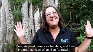 Gumbo Limbo Hammock Forest Virtual Tour [upl. by Phillipe]