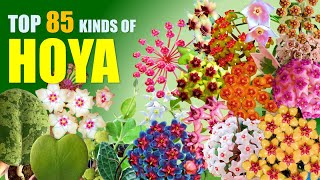 TOP 85 HOYA PLANT VARIETIES  HERB STORIES [upl. by Enneillij362]