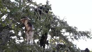 Encounter the Phenomenon Climbing Goats [upl. by Abernathy]