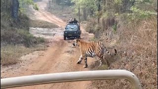 Encounter with Tigress Dashing Dotty  Bandhavgarh [upl. by Jsandye319]