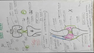 Knee Joint 3 Ligament Diagram  TCML [upl. by Kursh]